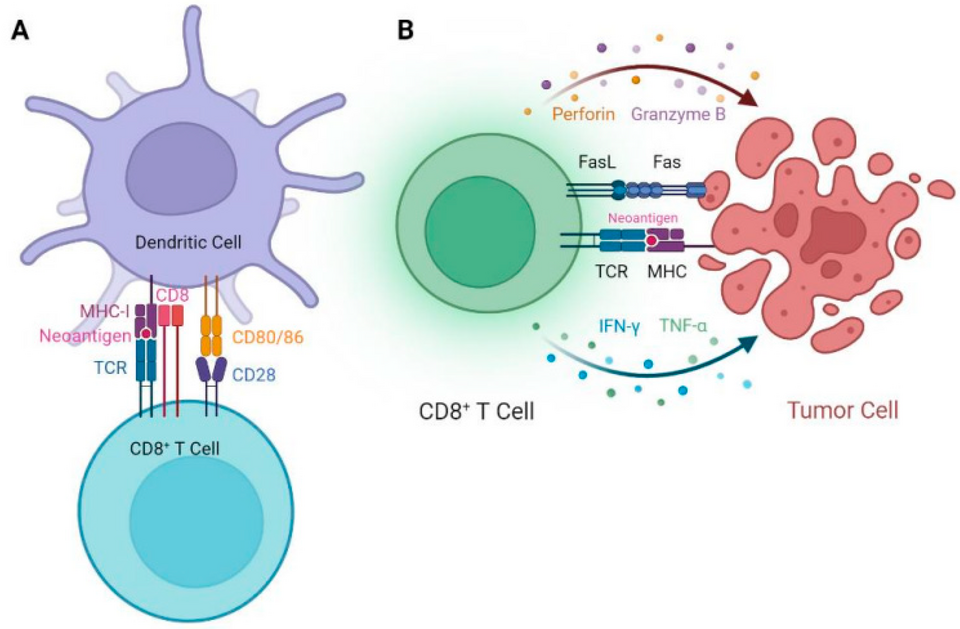 T-cell vaccines could outlast viral mutations—good news for gamers